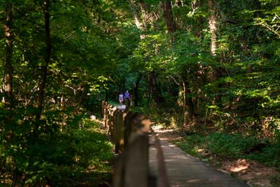 A path through the forest at Big Creek