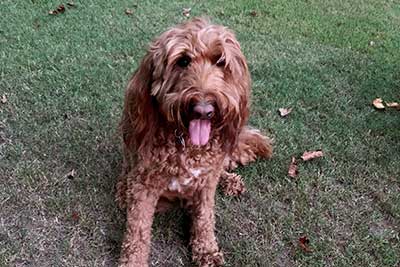 dog