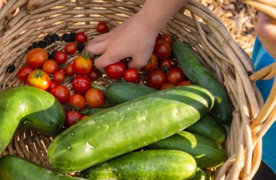 basket of cucumbers and tomatoes