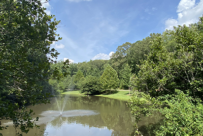 lake surrounded by trees