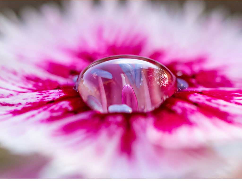 flower_exhibit