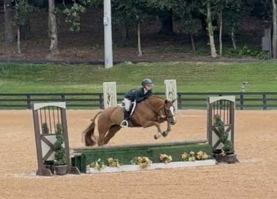 horse jumping